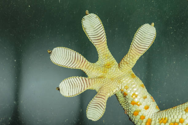 istock Fingers of Gecko on glass 655616506