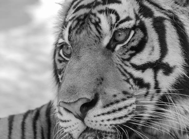 istock close up tiger in zoo , black and white tone 655617074