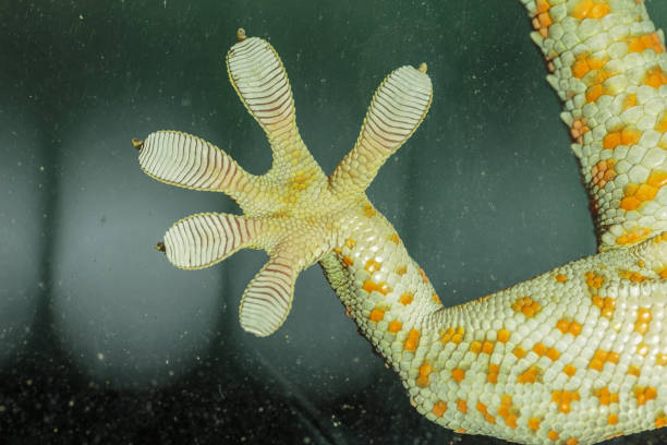 istock Fingers of Gecko on glass 655617114
