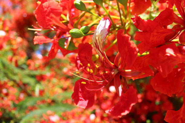istock Flame tree flower in Fiji 655620512