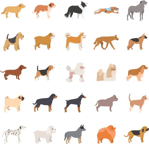 Dogs color vector icons 25 Dogs color vector icons japanese akita stock illustrations