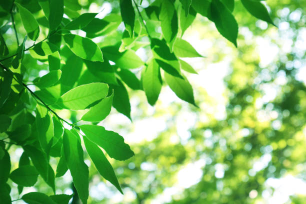 istock fresh and green leaves 655624066