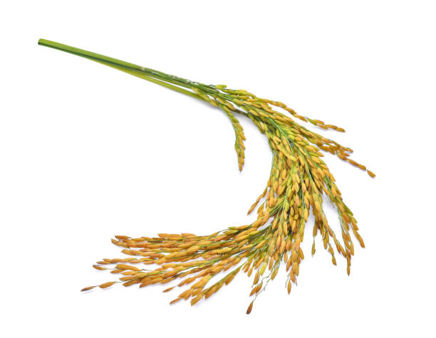 istock Ears of Thai Jasmine rice isolated on white background 655624220