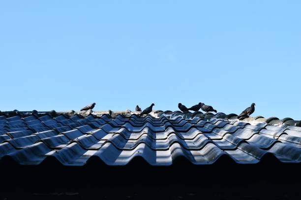 istock Pigeons on top roof with blue sky in the background 655626432