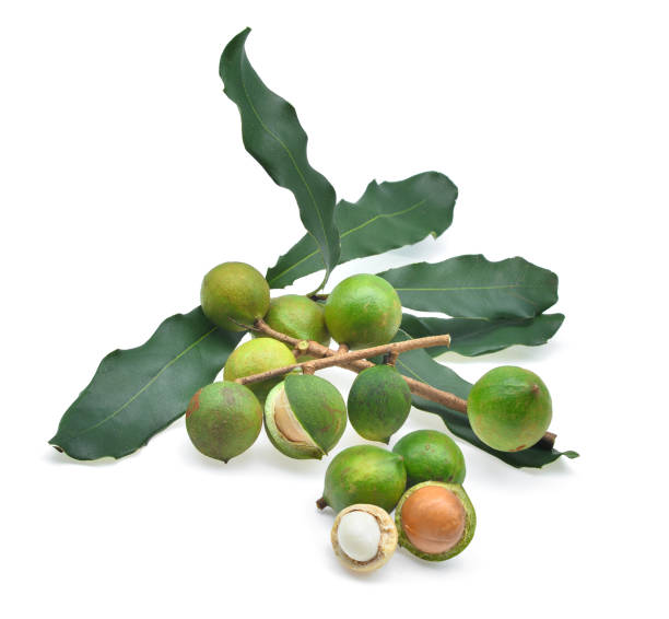 istock fresh macadamia with leaves isolated on white background 655626546