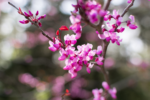 Also known as Cercis canadensis, the Eastern Redbud is a large deciduous shrub or small tree, native to eastern North America from southern Ontario, Canada south to northern Florida but which can thrive as far west as California. It is the state tree of Oklahoma.
