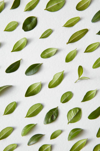 istock Green leaves and white background 655631244