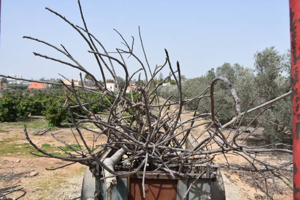 istock Tractor cart full of branches 655644300