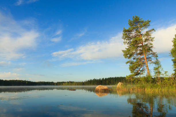 istock Pine tree by the lake at morning 655644336