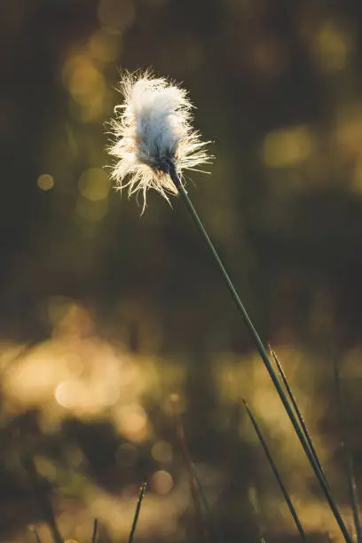 Cotton grass in the forest and blurry background