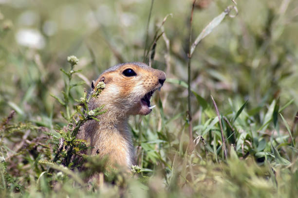 istock marmot sitting in the grass and screaming about the dangers 655645396