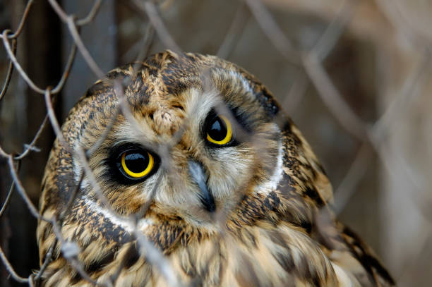 istock owl sitting in a cage and looking into the eyes 655645398
