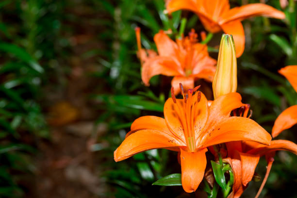 istock flowers orange lilies bloom 655648150