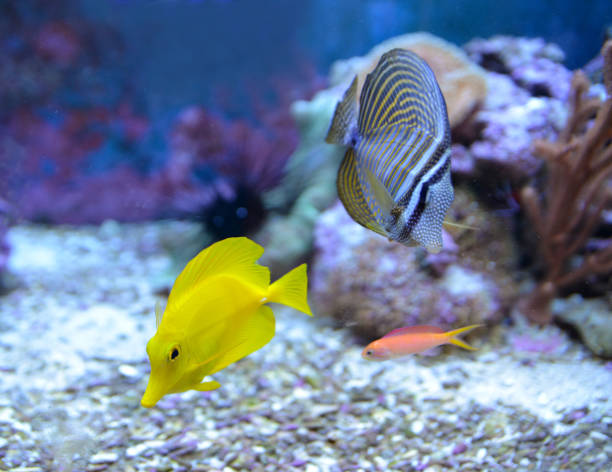 Zebrasoma desjardini, Sailfin Tang. Reef tank, marine aquarium. Fragment of blue aquarium full of water plants. A tank filled with water for keeping live underwater animals. Day view. zebrasoma desjardini stock pictures, royalty-free photos & images