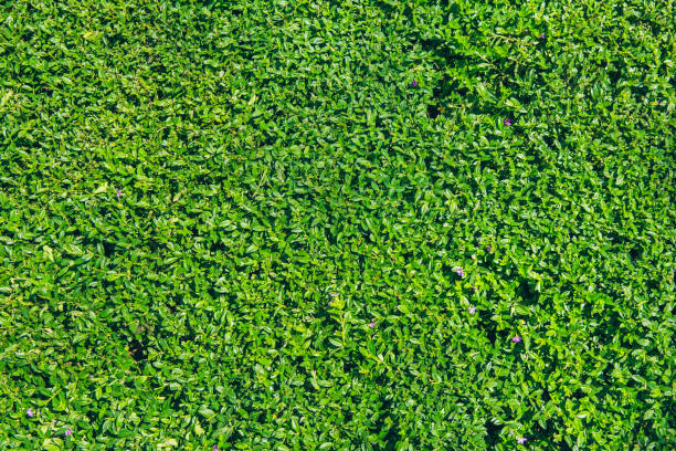 green nature plant nature background.