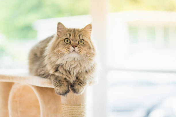 gato olhando para cima, na torre do gato - pele tower - fotografias e filmes do acervo