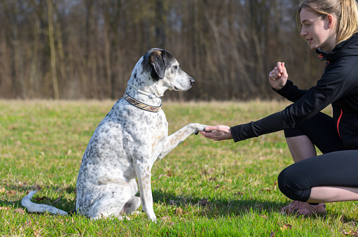 Young woman teaching her dog to present its paw kneeling down in a rural field facing the sitting animal with its foot in her hand