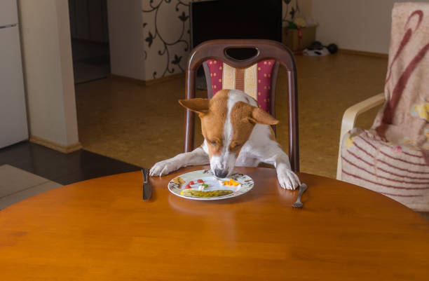 istock Unmarried basenji dog is having lunch all alone in empty dining room 655655904