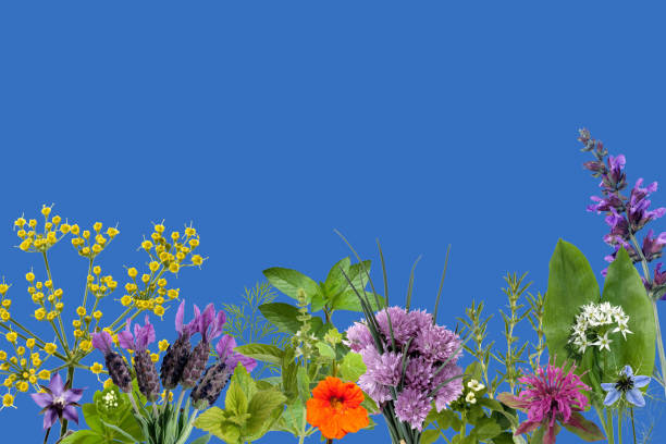 istock wildflower; spice, plant, aromatic plants; herbal 655656058