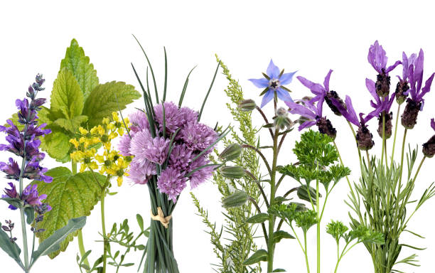 istock wildflower; spice, plant, aromatic plants; herbal 655656380