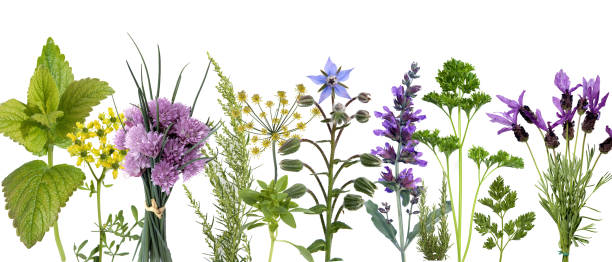 istock wildflower; spice, plant, aromatic plants; herbal 655656774