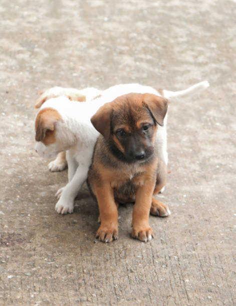 istock Stray dog hungry food 655656788