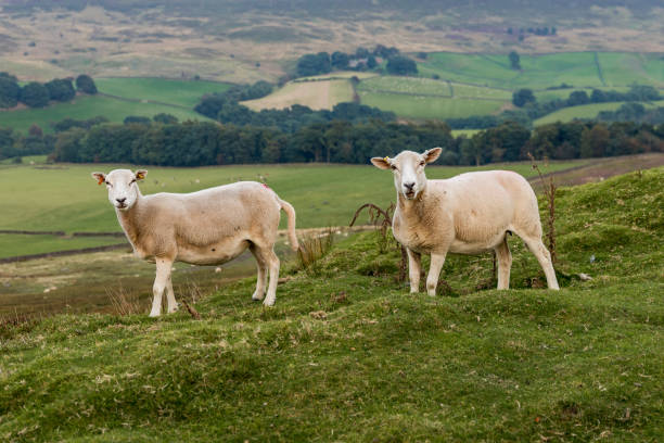 istock Two sheep in the North York Moors, UK 655659226