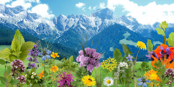 wildflower; spice, plant, aromatic plants; herbal