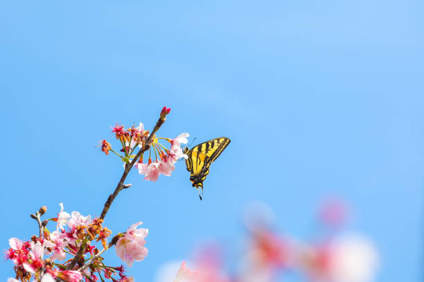 istock Pink Cherry Blossom with Clear Blue Sky 655659500