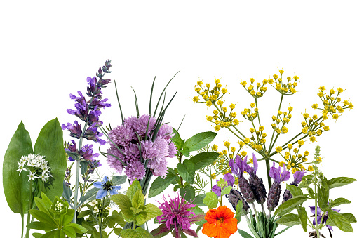 wildflower; spice, plant, aromatic plants; herbal