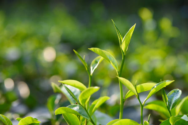 istock Tea bush with fresh tea leaves and bud 655662826