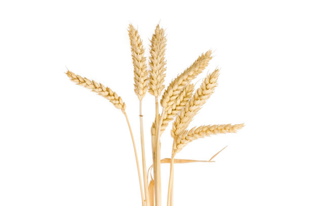 istock Stems of wheat with ears on a light background 655664328