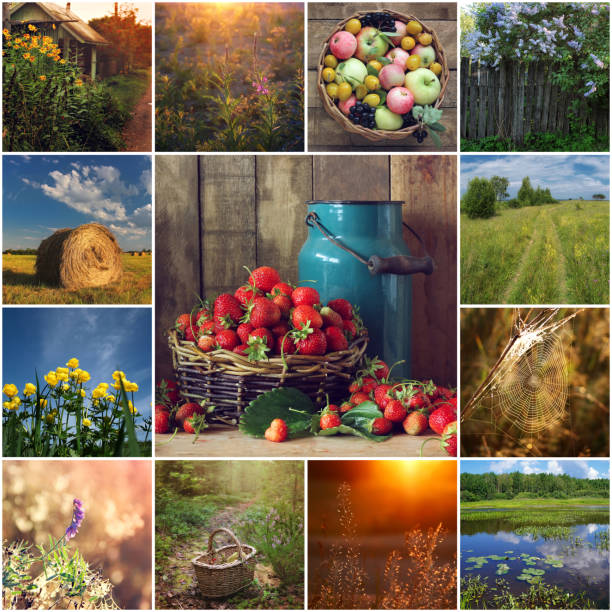 istock collage of summer pictures. 655664390