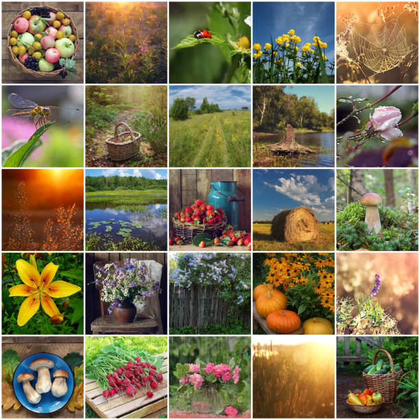 collage of summer pictures.