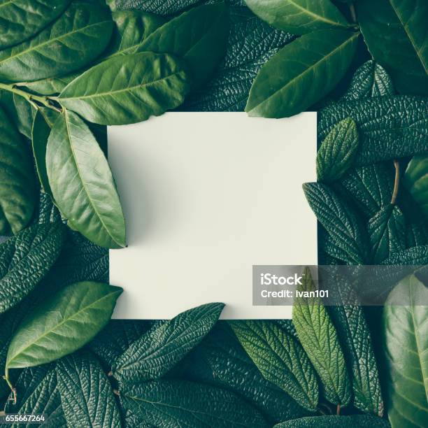 Foto de Layout Criativo Feito De Folhas Verdes Com Bilhete De Papel Cartão Plano De Leigos Conceito De Natureza e mais fotos de stock de Folha