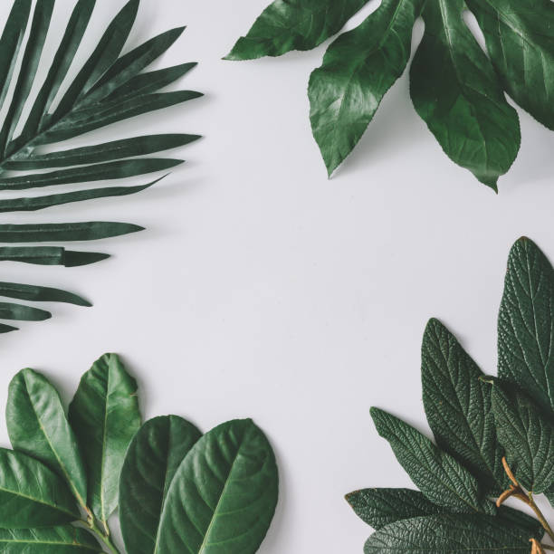 istock Creative minimal arrangement of leaves on bright white background. Flat lay. Nature concept. 655668152