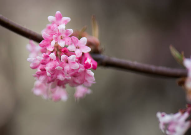 istock Viburnum bodnantense blossoming 655670868