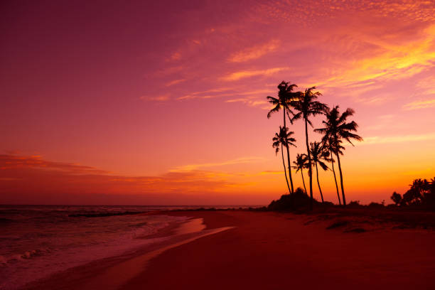 istock Tropical beach with palm trees silhouettes 655671612