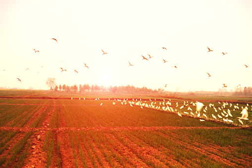 Large flock of birds in the nature.