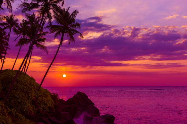 istock Tropical beach at sunset with palm trees silhouettes 655671888