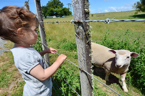 A little girl play with a lamb in a sheep farm.