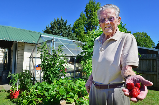 An old man holds fresh organic strawberries growing on his garden.