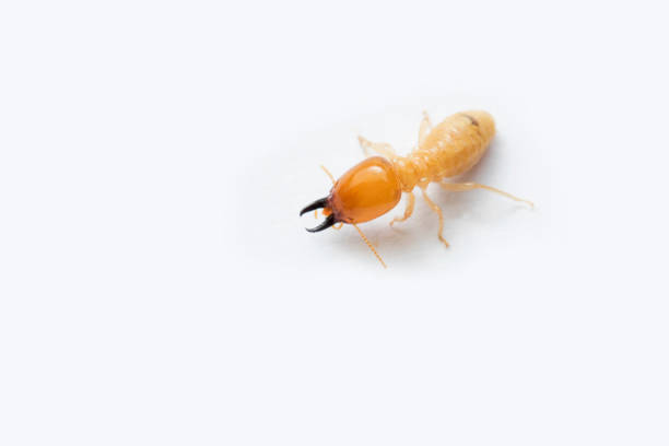 Termite on white background in Southeast Asia. Termite on white background in Thailand and Southeast Asia. destroyer photos stock pictures, royalty-free photos & images