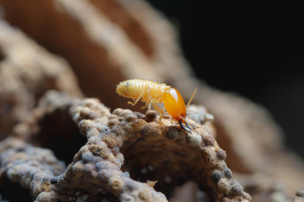 istock Termite and Termite mound on nature background in Southeast Asia. 655678312