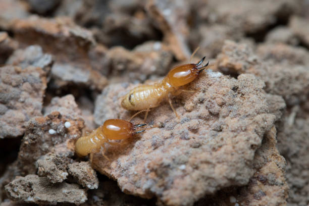 istock Termite and Termite mound on nature background in Thailand and Southeast Asia. 655678316