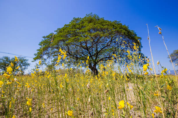 istock Yellow fields of Crotalaria juncea with large Rain Trees behind 655678446