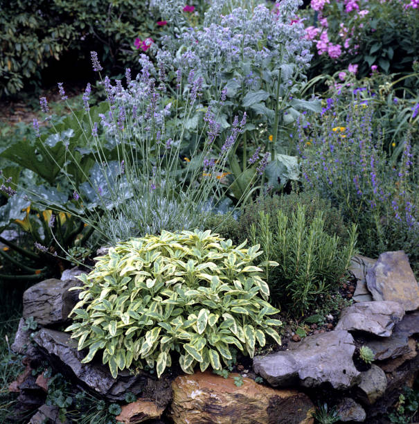 wildflower; spice, plant, aromatic plants; herbal