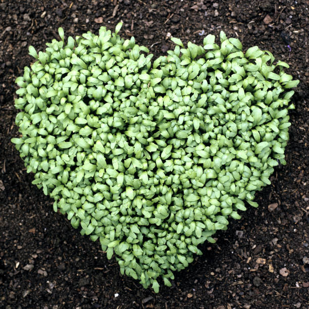 Cress heart, Garden cress; Lepidium, sativum