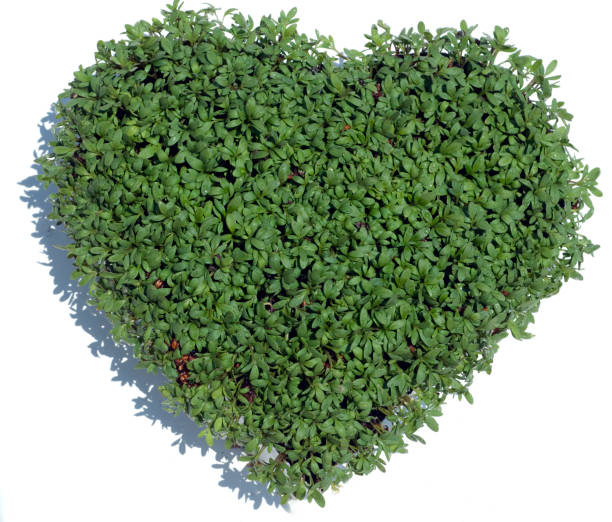 istock Cress heart, Garden cress; Lepidium, sativum 655688860