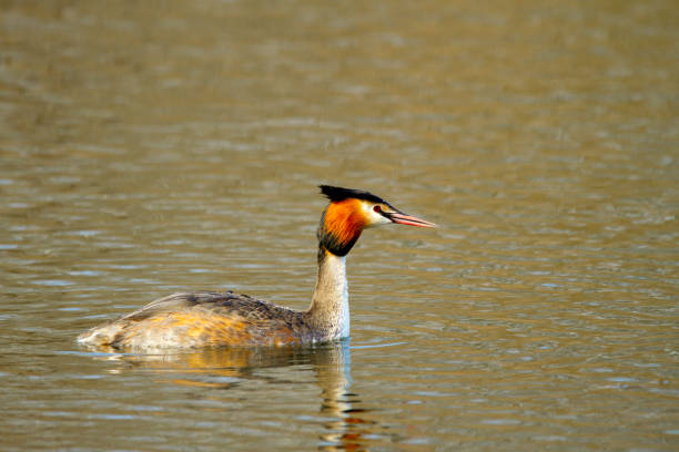 istock animal wild bird Podiceps cristatus floating on water 655691390